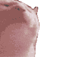 cat_hype
