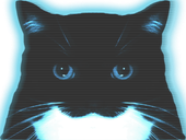 cat942