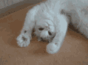 showpaws