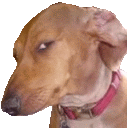 susdog