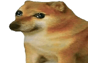 dogecry
