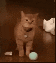 gomeow