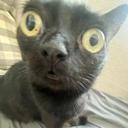 Whatcat
