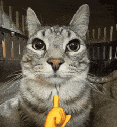 Mewingcat