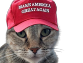 magacat
