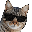 coolcat