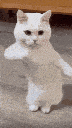 CATDANCING