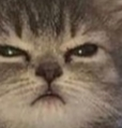 catgrumpy