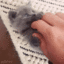 kitten2