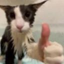 catthumb